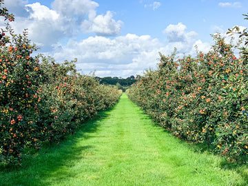 Somerset Orchards full with Apples