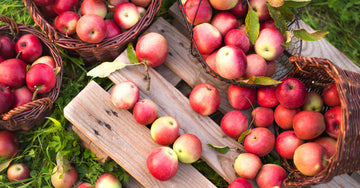 Harvested Apples in baskets