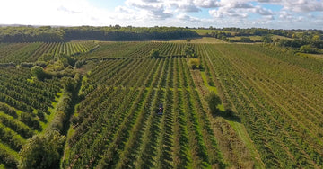 Somerset Cider Apple Orchards