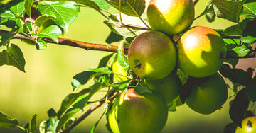 Apples on tree in orchard - Vegan