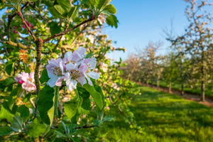 Our Orchards in bloom